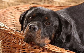 Animals, Dog, Muzzle, Playful, Basket, Rottweiler HD wallpaper