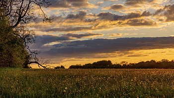 Sunset over an English field just outside Birmingham, andscape, trees, clouds, colors, sky HD wallpaper