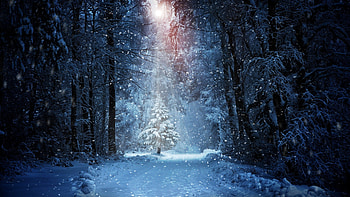 Forest Winter Snow, forest, winter, snow, nature HD wallpaper