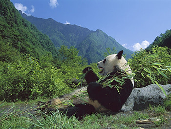 Animals, Bears, Pandas HD wallpaper