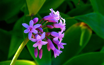 Flowers, Summer, Greens, Small HD wallpaper