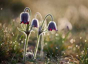 Flowers, outside, drops, nature, grass HD wallpaper