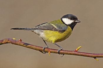 Great Tits, Climate Change Threat, Future Survival, Ecological Adaptation HD wallpaper