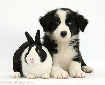Rabbit and border collie, dogs, Border collies, rabbit, black and white HD wallpaper