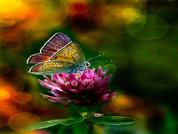 Colors Of Beauty, nature, flowers, butterfly, animals HD wallpaper