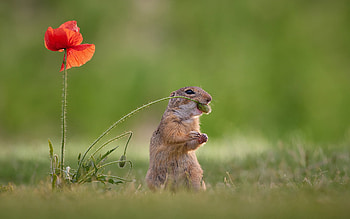 Gopher, animal, nature, rodent HD wallpaper