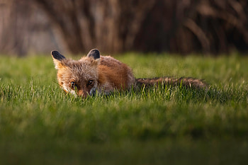 Red Fox in the Wild – Stunning Animal, red fox, Animal, fox HD wallpaper