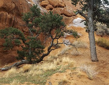 Nature, Trees, Sand, Conifers, Coniferous, Bends, Trunk HD wallpaper