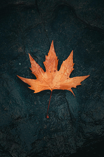 Macro, Wet, Brown, Leaflet, Maple HD phone wallpaper