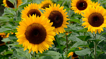 Closeup View Of Yellow Sunflowers Petals Green Leaves Plants During Daytime Flowers HD wallpaper
