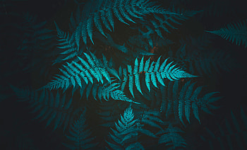 Nature, Plant, Fern, Foliage HD wallpaper