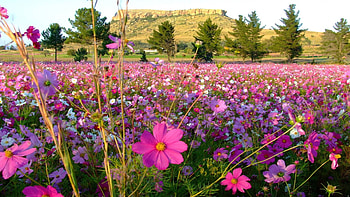 Nature, Flowers, Grass, Field HD wallpaper
