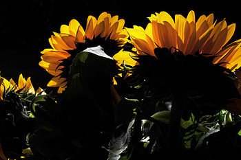 looking at the sun, sunflowers, sun, light, yellow HD wallpaper