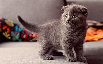 Cat, Animals, Kitty, Kitten, Grey, Briton HD wallpaper