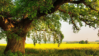 Oak Tree, Oak tree summer, Landscape beauty, Tree scenery HD wallpaper