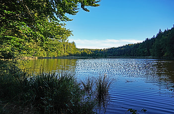Nature, Trees, Grass, Sky, Lake, Branches HD wallpaper