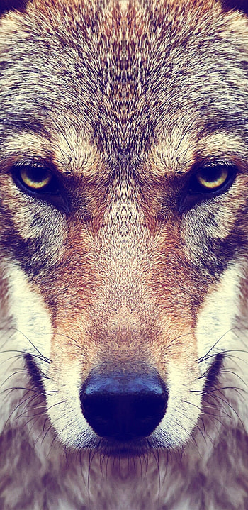 Animal wolf, Alpha leader, Pack dynamics, Primal instincts HD phone wallpaper