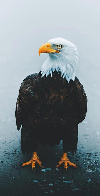 Bald Eagle, , Highest quality, now HD phone wallpaper