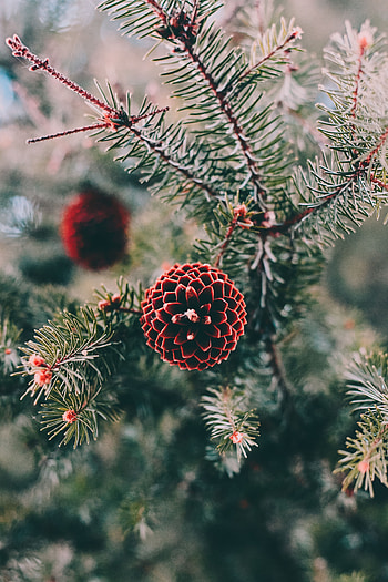 Cones, Pine, Macro, Branch, Needles HD phone wallpaper