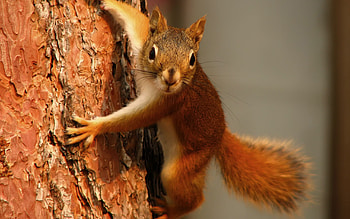 Animals, Squirrel HD wallpaper