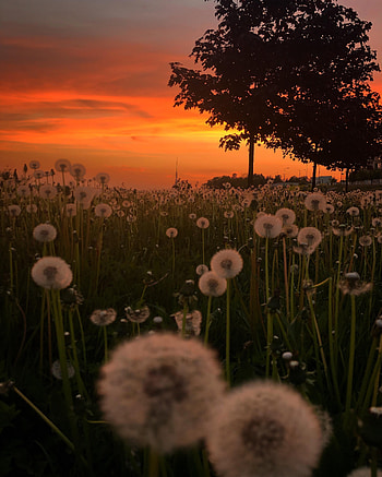 Plants, Nature, Trees, Sunset, Dandelions HD phone wallpaper