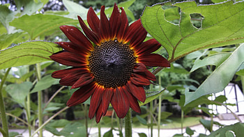 Red Sunflower, nature, sunflower, red, flower HD wallpaper