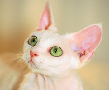 Devon Rex, cat, feline, rex HD wallpaper