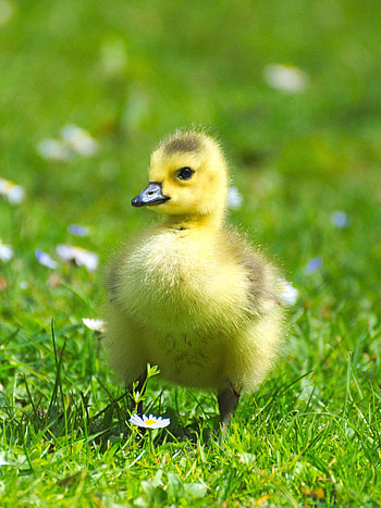Top geese , Captivating backgrounds, Nature's wonders, Beauty in flight HD phone wallpaper