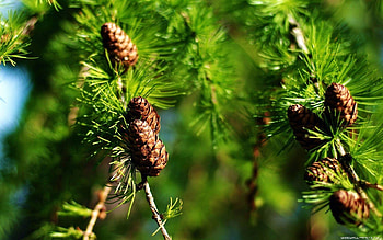 Pine tree , Diverse tree , Nature's tapestry, Woodland beauty HD wallpaper
