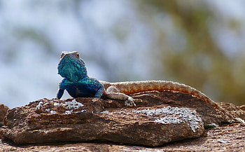 Animals, Rocks, Animal, Lizard, Reptile, Scale, Scales HD wallpaper
