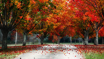 fall screen backgrounds HD wallpaper