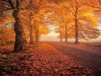 October, trees, autumn, orange, path HD wallpaper