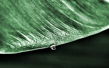 Grass, Macro, Surface, Drop, Dew HD wallpaper