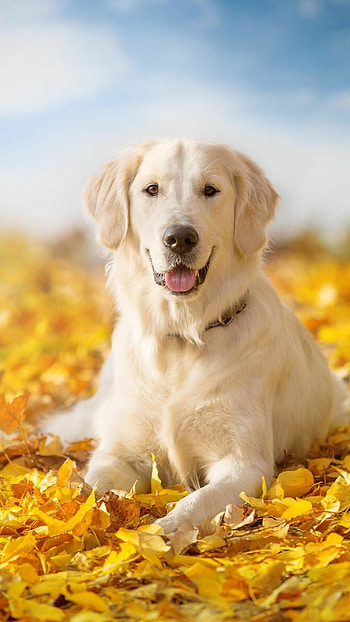 Labrador lovers' paradise, Wide selection of , Showcasing the breed, Joy and happiness HD phone wallpaper