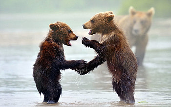 Animals, Water, Bears, Young, Fog, Cubs, Teddy Bears HD wallpaper