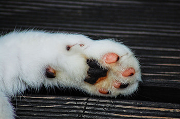 Animals, Cat, Stains, Spots, Paw HD wallpaper