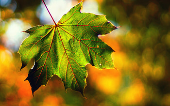 Maple leaf, Red veins, Intricate details, Nature's masterpiece HD wallpaper