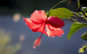 Hibiscus, macro, red, flower HD wallpaper