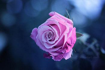 The beauty of rose, tenderness, buds, beautiful, beauty, rose, delicate, petals, blossoms, nature, flowers, blooms, lovely HD wallpaper