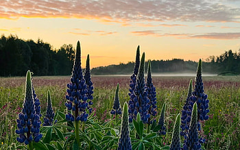 Lupins at Sunrise, Latvia, meadow, sunrise, lupins HD wallpaper