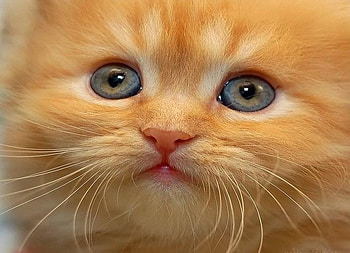 Pretty as a Peach, kitten, marmalade, whiskers, pretty, beautiful, bonny, ginger HD wallpaper