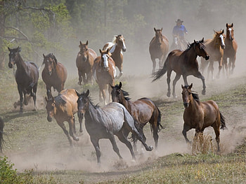 Animals, Horses HD wallpaper