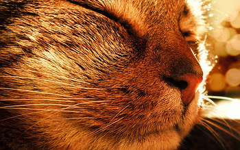 Cat, kitten, kitty, cats, cute, sleepy, sleeping, beauty, animals, hat, sweet, beautiful, paws, cat face, pretty, face, lovely HD wallpaper