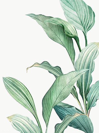 premium png of Hand drawn tropical leaves PNG transparent. Tropical art, Plant painting, Plant art, Plants Watercolor HD phone wallpaper