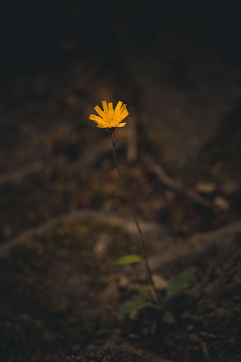 Flower, Plant, Macro, Minimalism HD phone wallpaper