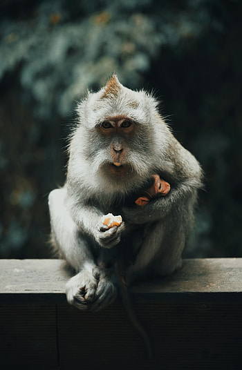 Animals, Grey, Monkey, Animal, Japanese Macaque HD phone wallpaper