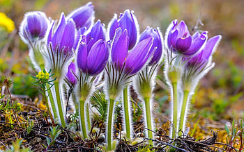 Anemone, purple, leaf, flower HD wallpaper
