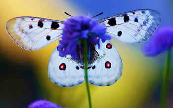 Butterfly, butterflies, colorful, nature, beauty HD wallpaper
