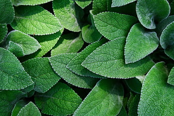 A detailed close-up of vibrant green leaves showcasing the texture and freshness of nature. HD wallpaper