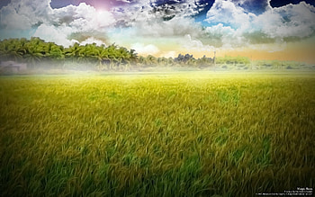 Magic Rees , fields, fog, rees HD wallpaper